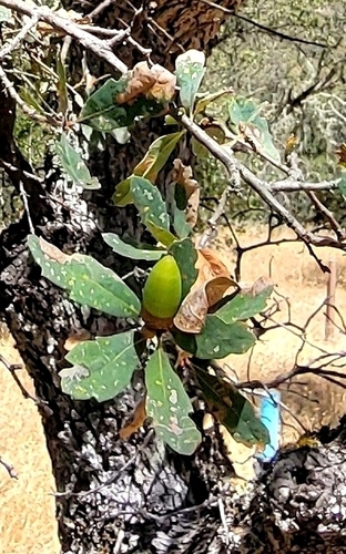iNaturalist observation photo of Dumosae