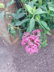 Centranthus ruber