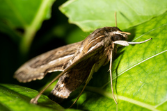 Hippotion velox