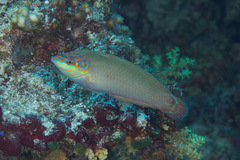 Halichoeres melasmapomus