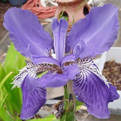 Iris tectorum