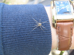 Zachaeus hebraicus