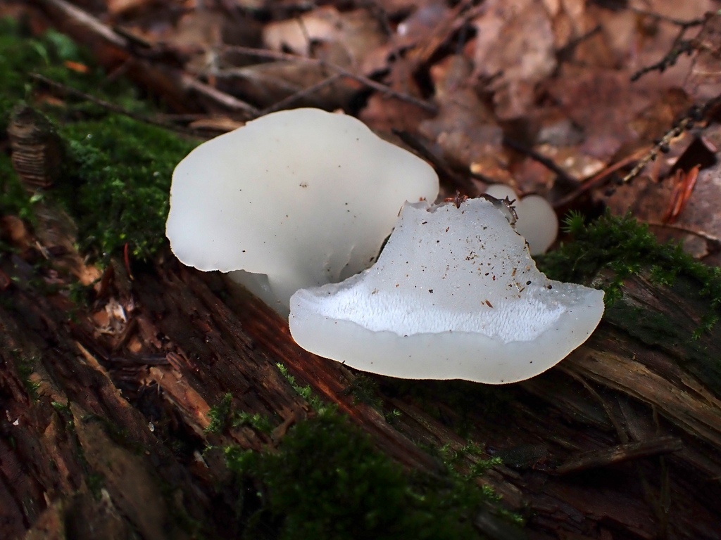 Toothed Jelly Fungus