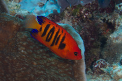 Centropyge loriculus