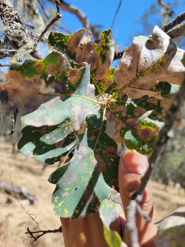 iNaturalist observation photo of Dumosae