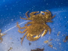 Rhithropanopeus harrisii