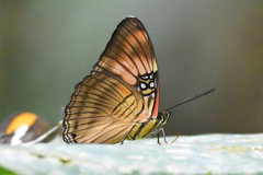Adelpha mesentina