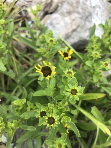 Rudbeckia missouriensis, photograph 6