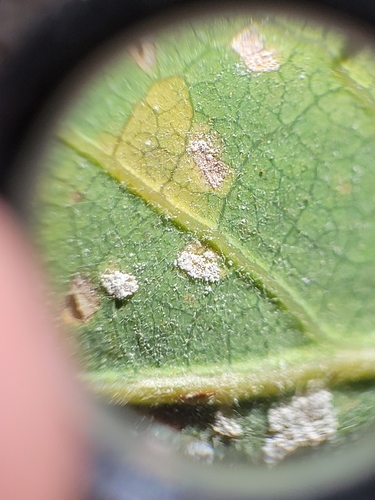 iNaturalist observation photo of Microstroma album