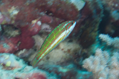 Thalassoma quinquevittatum