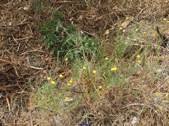 Scorzonera angustifolia