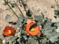Acmaeodera acuta