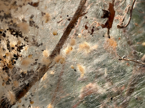Fall Webworm Moth