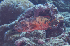 Cephalopholis urodeta