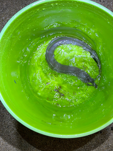 Conger marginatus observed 2026-08-08