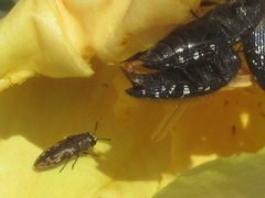 Acmaeodera
