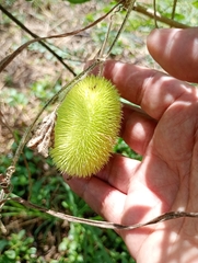 Cucumis dipsaceus, photograph (c) Pier Luiggi Maquilón, some rights reserved (CC BY)