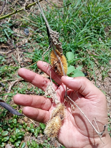 Cucumis dipsaceus, photograph 6