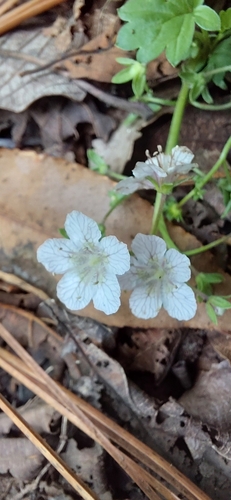 Phacelia platycarpa, 2026-08-08