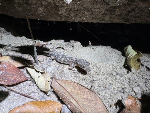 Tropical House Gecko