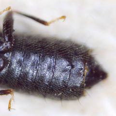 Anotylus rugosus