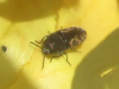 Acmaeodera