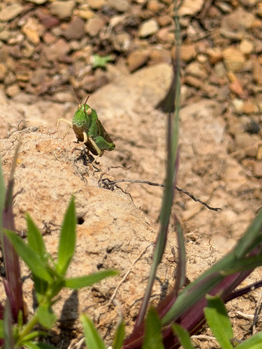 Green-striped Grasshopper