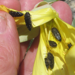 Acmaeodera ornatoides