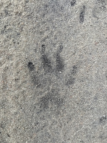 Crab-eating Raccoon