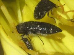 Acmaeodera ornatoides