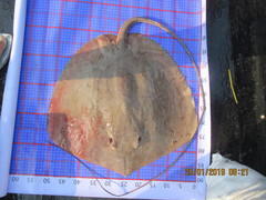 Maculabatis bineeshi