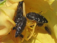 Acmaeodera ornatoides