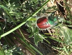 Paracotalpa granicollis