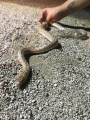 Arizona elegans eburnata