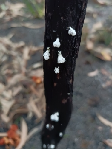 splitgill mushroom