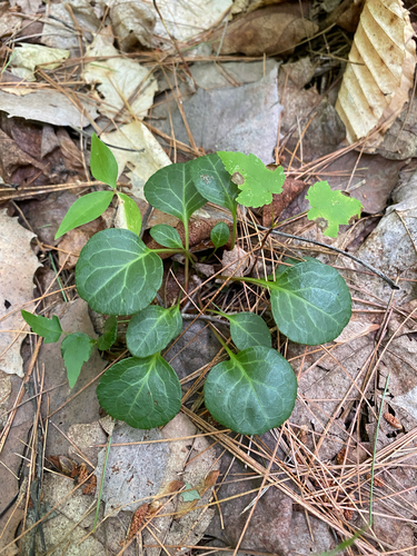 Pyrola chlorantha, photograph 6