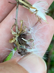 Lactuca hirsuta, photograph (c) Quinten Wiegersma, some rights reserved (CC BY)