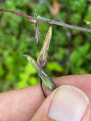Lactuca hirsuta, photograph (c) Quinten Wiegersma, some rights reserved (CC BY)