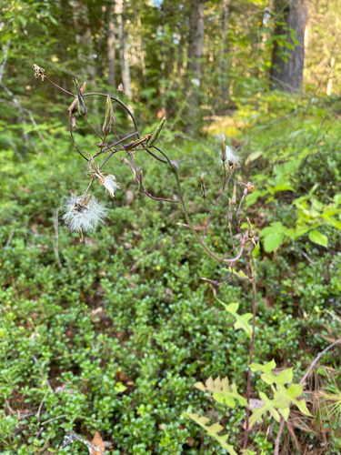 Lactuca hirsuta