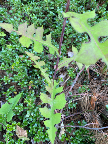 Lactuca hirsuta, photograph 2