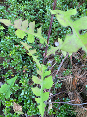 Lactuca hirsuta, photograph (c) Quinten Wiegersma, some rights reserved (CC BY)