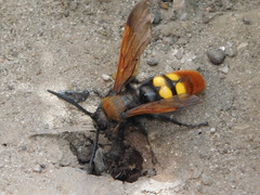 Megascolia maculata
