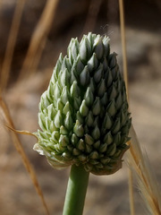 Allium artemisietorum