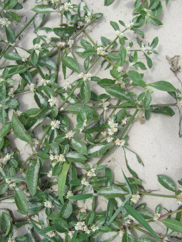 Alternanthera ficoidea, photograph 4