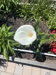 Zantedeschia