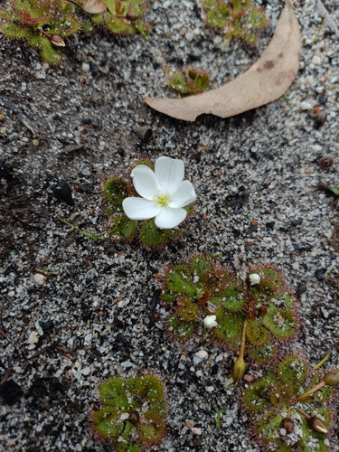 scented sundew