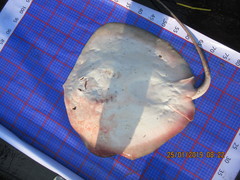 Maculabatis bineeshi