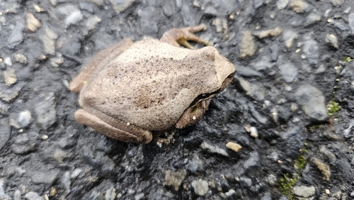 South Australian Tree Frog