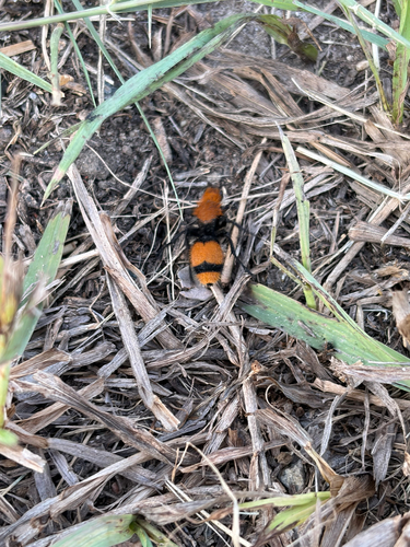 Common Eastern Velvet Ant
