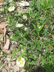 Chamaesaracha edwardsiana